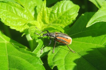 Orange weevil beetle on green leafs background in Florida nature, closeup