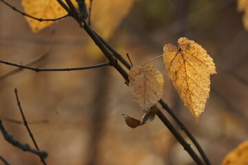orange leaves