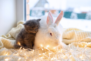 cute white rabbit sitting on the window next to sleeping cute gray kitten cat in winter new year and christmas theme