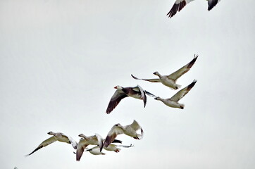 Greater Snow Geese migrating south in the fall near Markham, Ontario.