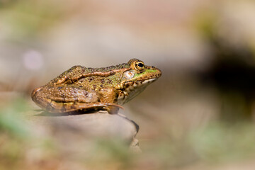 Close-up of Common Frog (Pelophylax perezi) sunbathing on top of a rock against an unfocused background, taken in a lake in León, Spain.