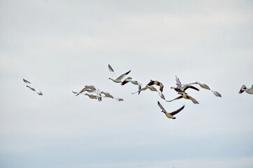 Greater Snow Geese migrating south in the fall near Markham, Ontario.