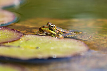 Common frog (Pelophylax perezi) basking on the water's surface. Picture taken in a lake in León, Spain.