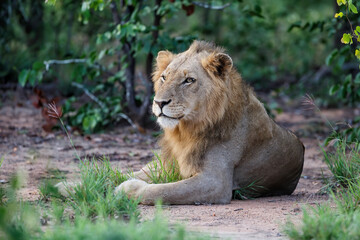 Naklejka na ściany i meble Lion male in Timbavati Game Reserve in the Greater Kruger Region in South Africa