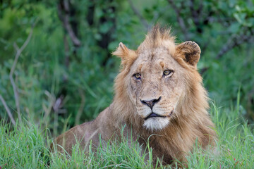 Lion male in Timbavati Game Reserve in the Greater Kruger Region in South Africa