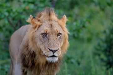 Lion male in Timbavati Game Reserve in the Greater Kruger Region in South Africa