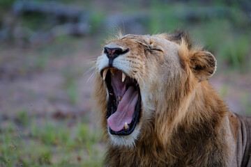 Fototapeta na wymiar Lion male yawning in Timbavati Game Reserve in the Greater Kruger Region in South Africa