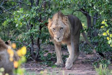 Lion male walking in Timbavati Game Reserve in the Greater Kruger Region in South Africa