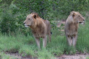 Lion male walking in Timbavati Game Reserve in the Greater Kruger Region in South Africa