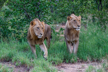 Lion male walking in Timbavati Game Reserve in the Greater Kruger Region in South Africa