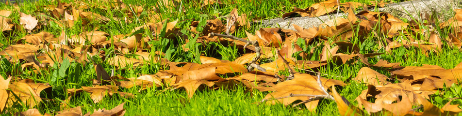 Yellow foliage on green grass