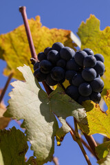 Waiting to be bottled