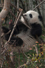 Fototapeta na wymiar Panda from the Chengdu research base of giant panda breeding