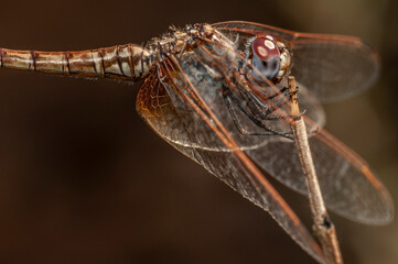 Dragonfly9