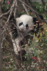 Obraz premium Panda from the Chengdu research base of giant panda breeding