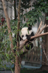 Panda from the Chengdu research base of giant panda breeding