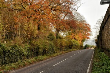 Jesienny krajobraz miejskiej drogi
