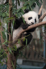 Panda from the Chengdu research base of giant panda breeding