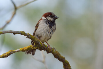 Male House Sparrow (Passer domesticus) - France