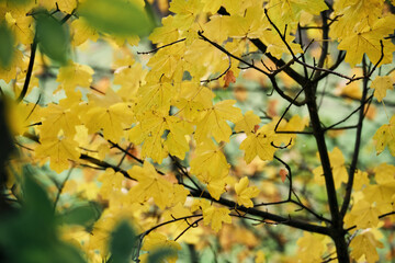Colorful foliage, yellow leaves, bright and vibrant colours of the garden for a wallpaper or background. Autumnal forest, colors of the seasonal concept, modern minimalistic shot with space for text.