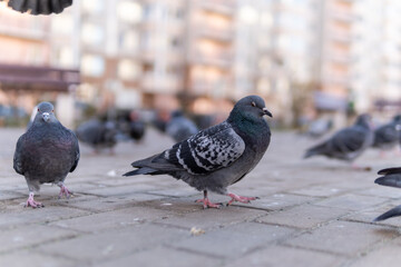 A wild dove with a gray color is a wild pigeon on a paving square, in autumn. All around, a flock of birds.