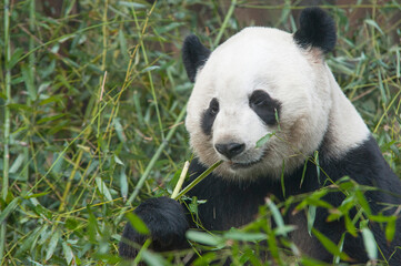 Obraz premium Panda from the Chengdu research base of giant panda breeding