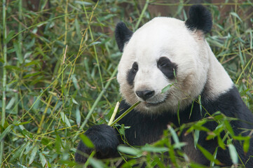 Panda from the Chengdu research base of giant panda breeding