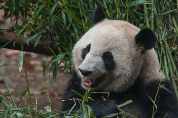Obraz premium Panda from the Chengdu research base of giant panda breeding