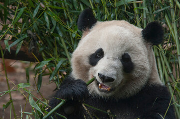 Panda from the Chengdu research base of giant panda breeding