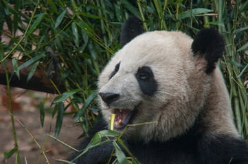 Obraz premium Panda from the Chengdu research base of giant panda breeding