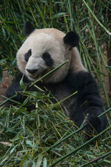 Fototapeta premium Panda from the Chengdu research base of giant panda breeding