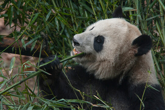 Panda from the Chengdu research base of giant panda breeding © Nicola