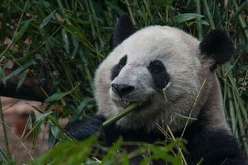 Fototapeta premium Panda from the Chengdu research base of giant panda breeding