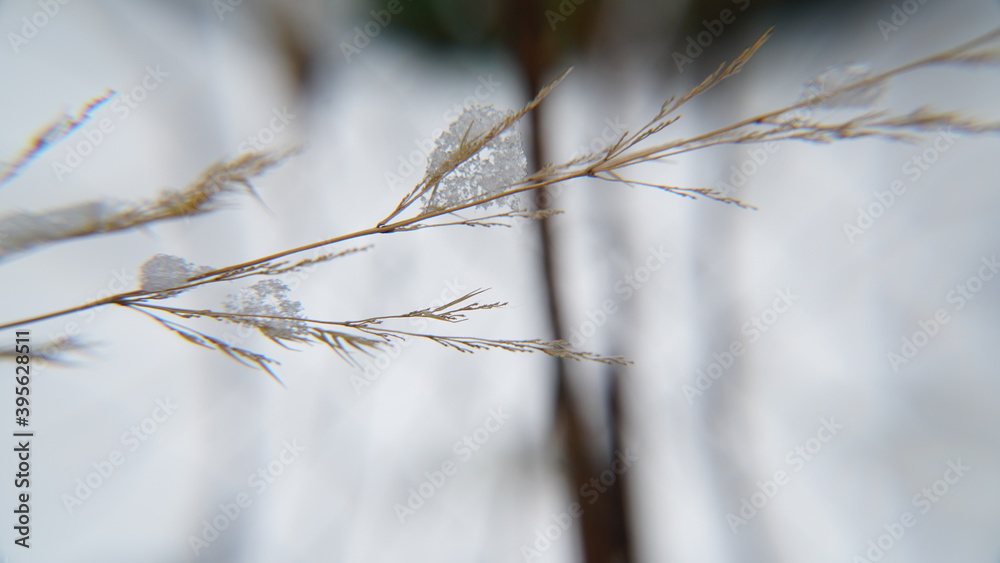 Wall mural snow on the grass