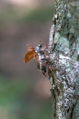 Melolontha melolontha Hanneton commun femelle