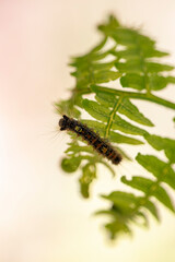 Chenille d'Euproctis chrysorrhoea