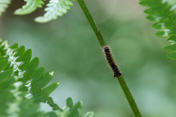 Chenille d'Euproctis chrysorrhoea