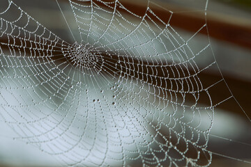 Spider web covered with dew drops between tree branches