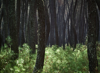 Trees in a forest in autumn