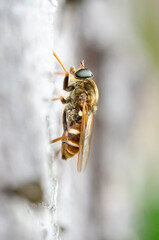 Coenomya ferruginea