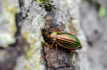 Carabus auratus carabe doré
