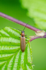 Denticollis linearis
