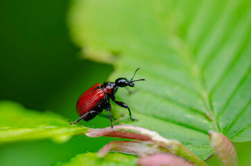 Apoderus coryli