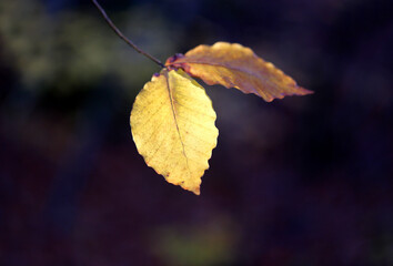 Photo of Golden autumn leaves