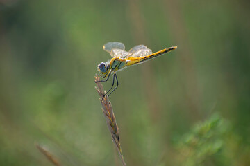 Libellule Sympetrum fonscolombii