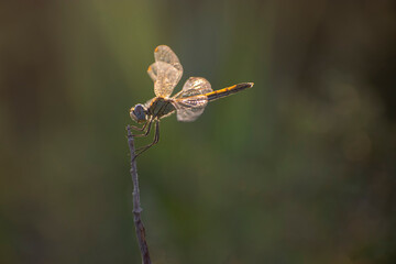 Libellule Sympetrum fonscolombii