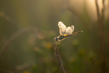 Libellule Sympetrum fonscolombii