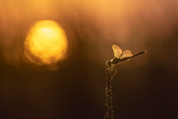 Libellule Sympetrum fonscolombii