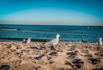 birds on the beach