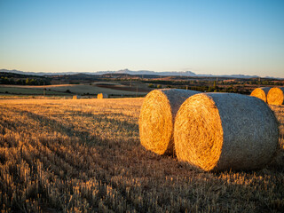 Photo at sunset with alpacas on mowed cereal field with mountains and large fields in the background